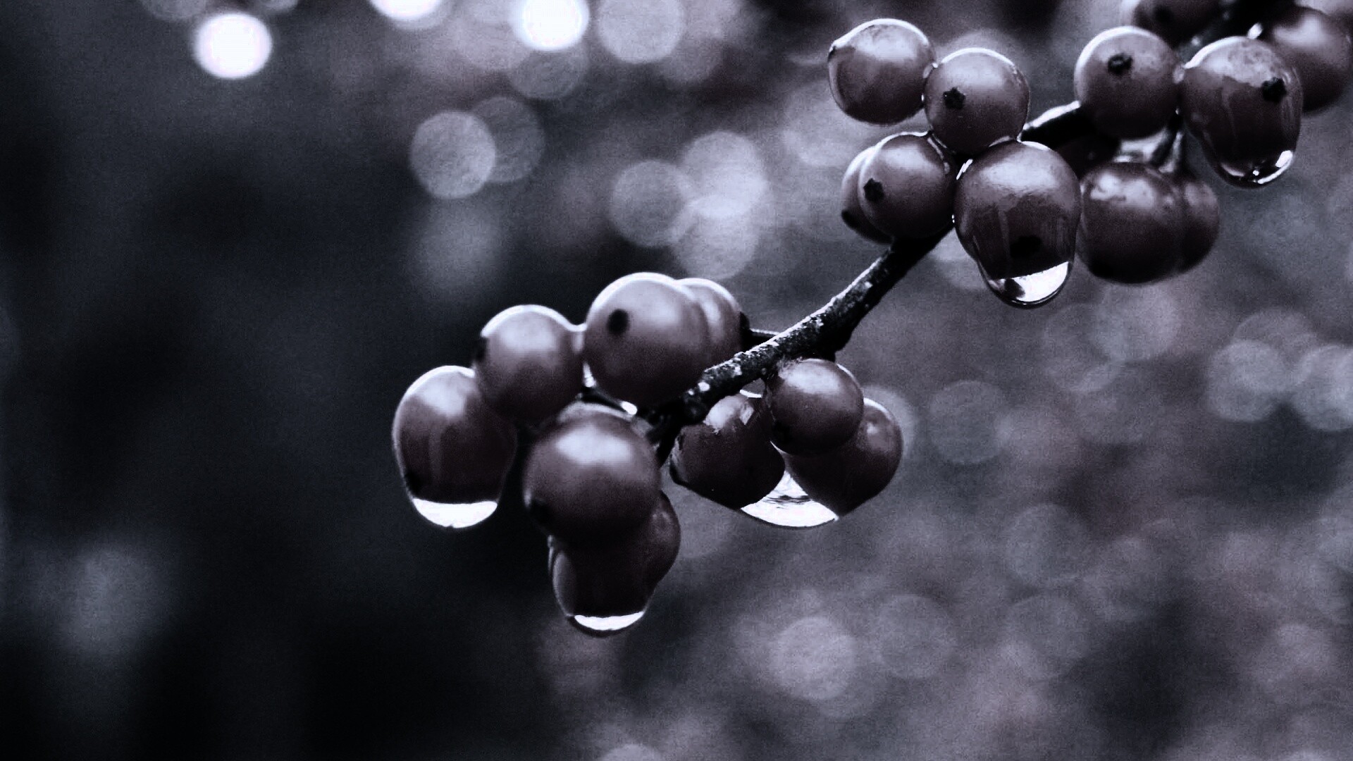 Капли росы на ягодах рябины обои