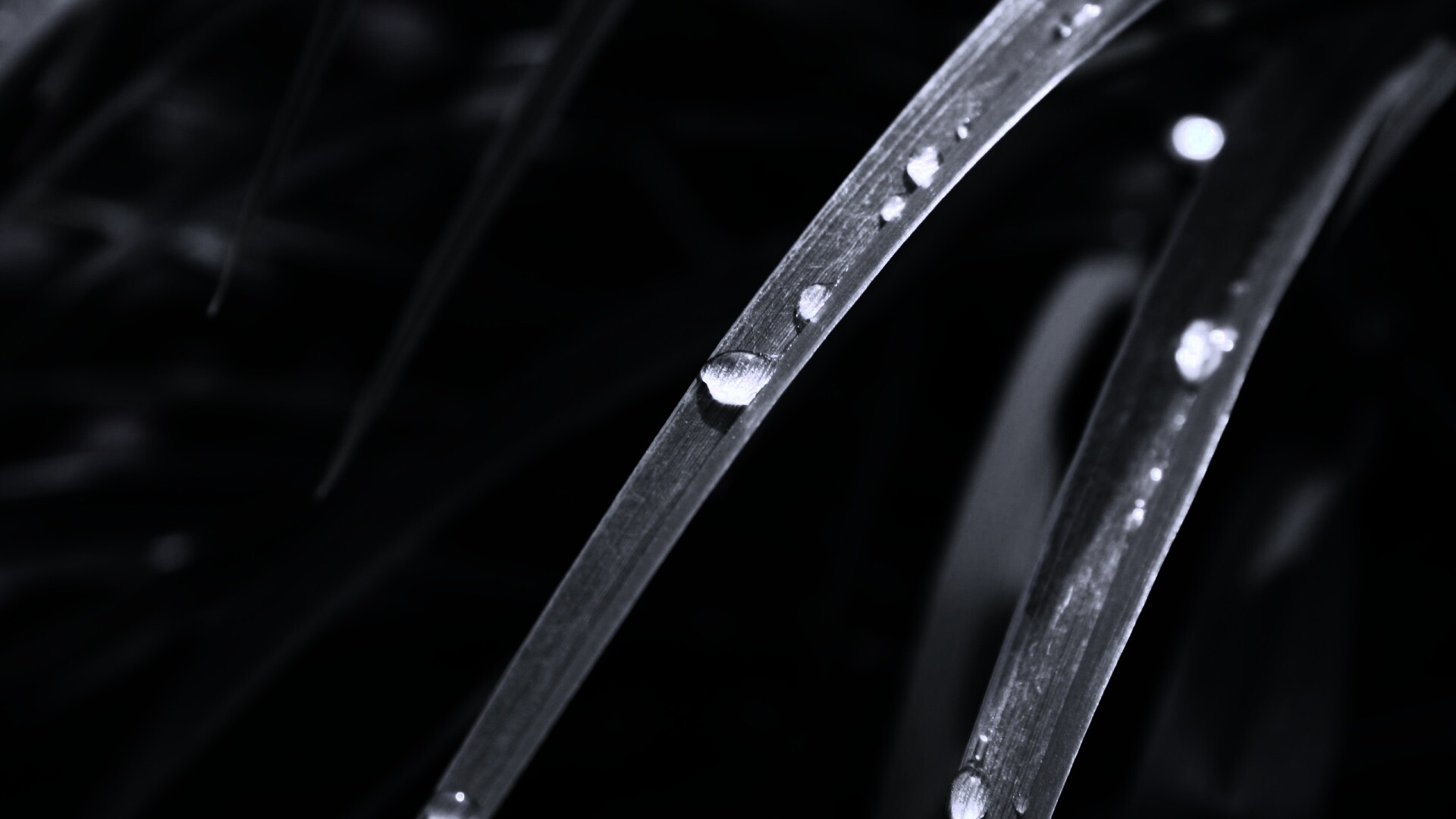 Капли росы на траве обои