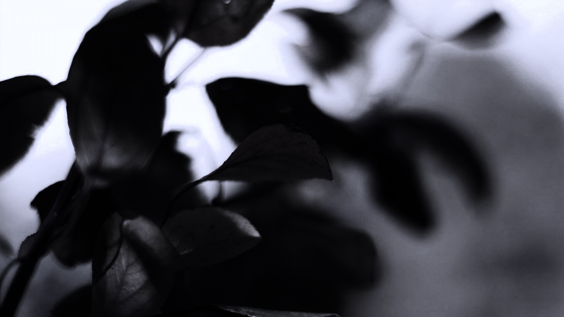 Увядающие листья обои