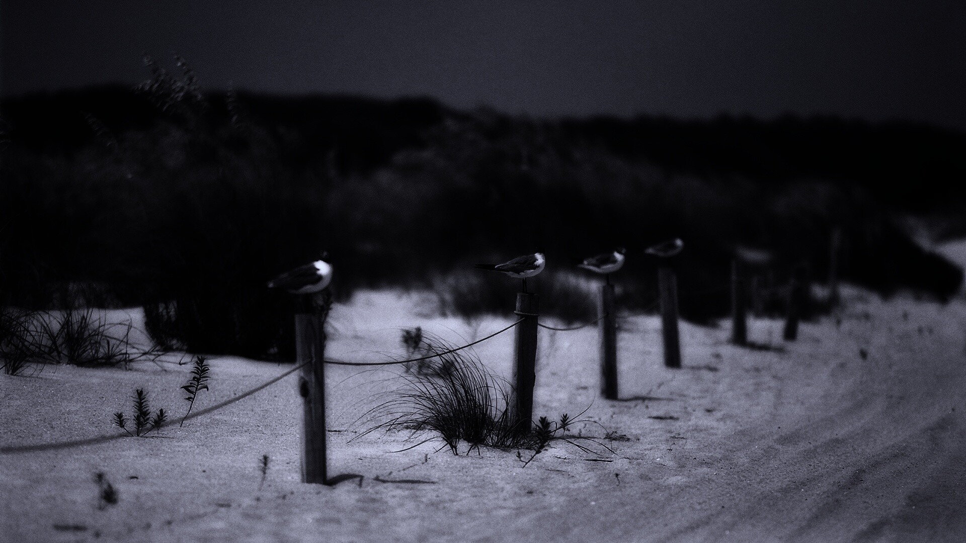 Птички на столбиках обои