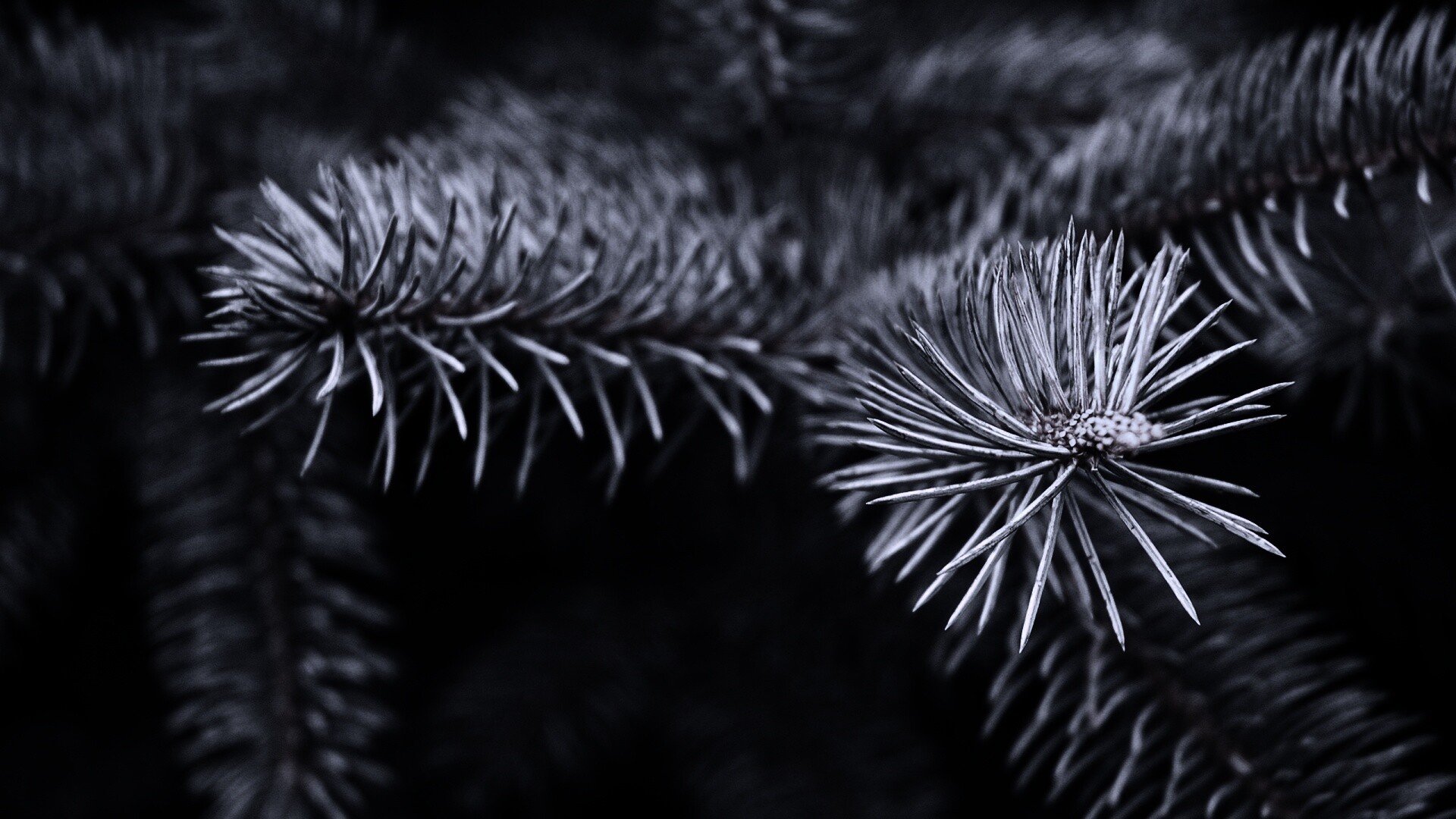 Ветки голубой ели обои