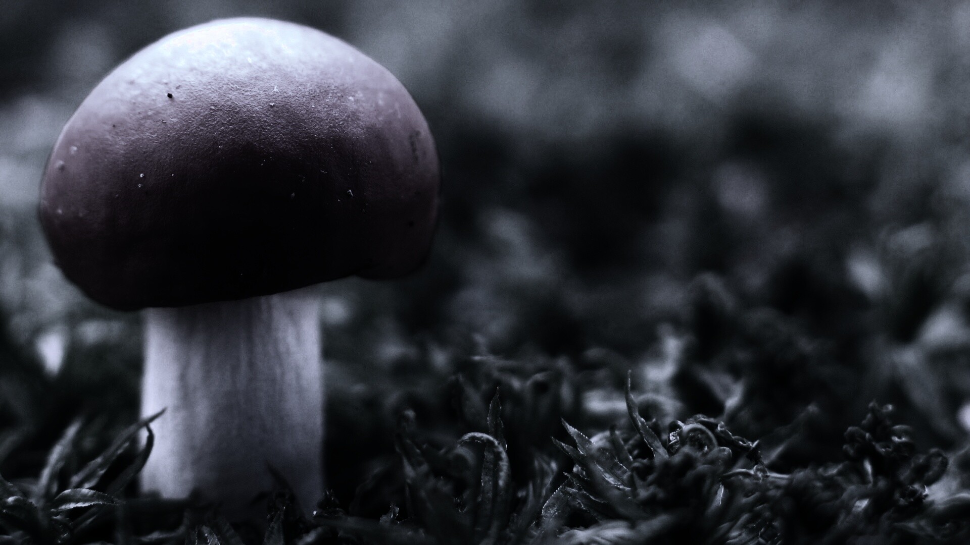 Грибок с красной шапкой обои