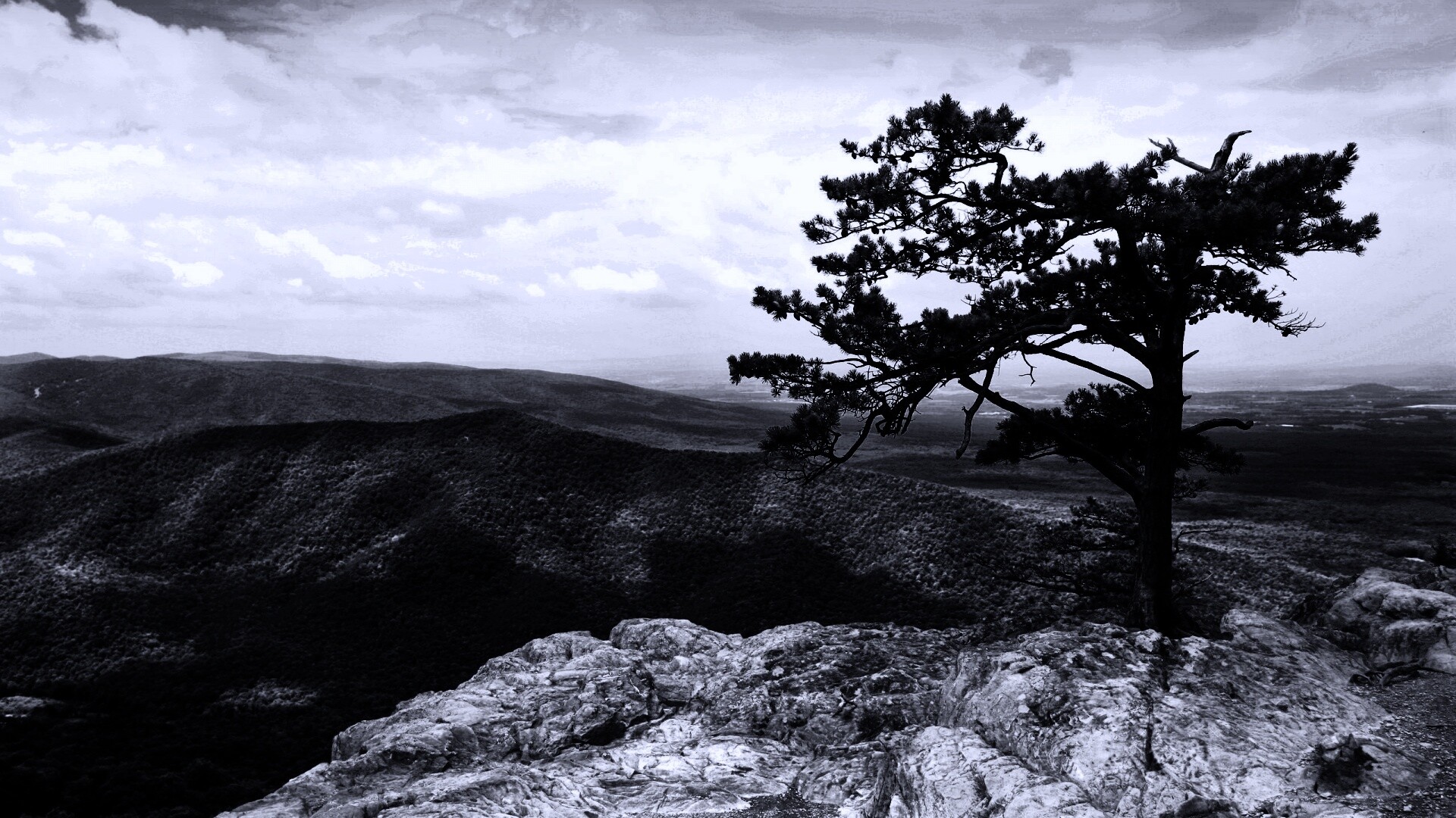 Горное дерево в черно-белых тонах обои
