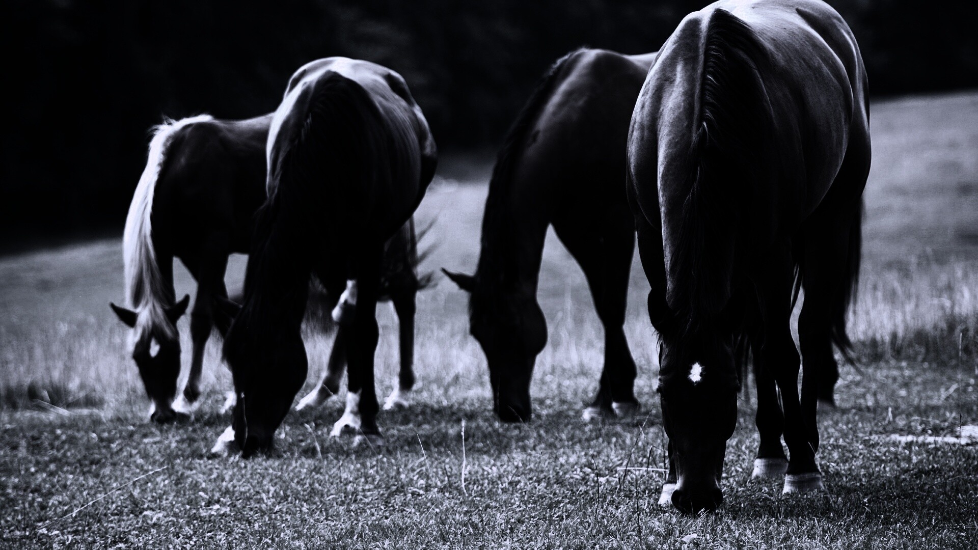 Время пощипать травку обои