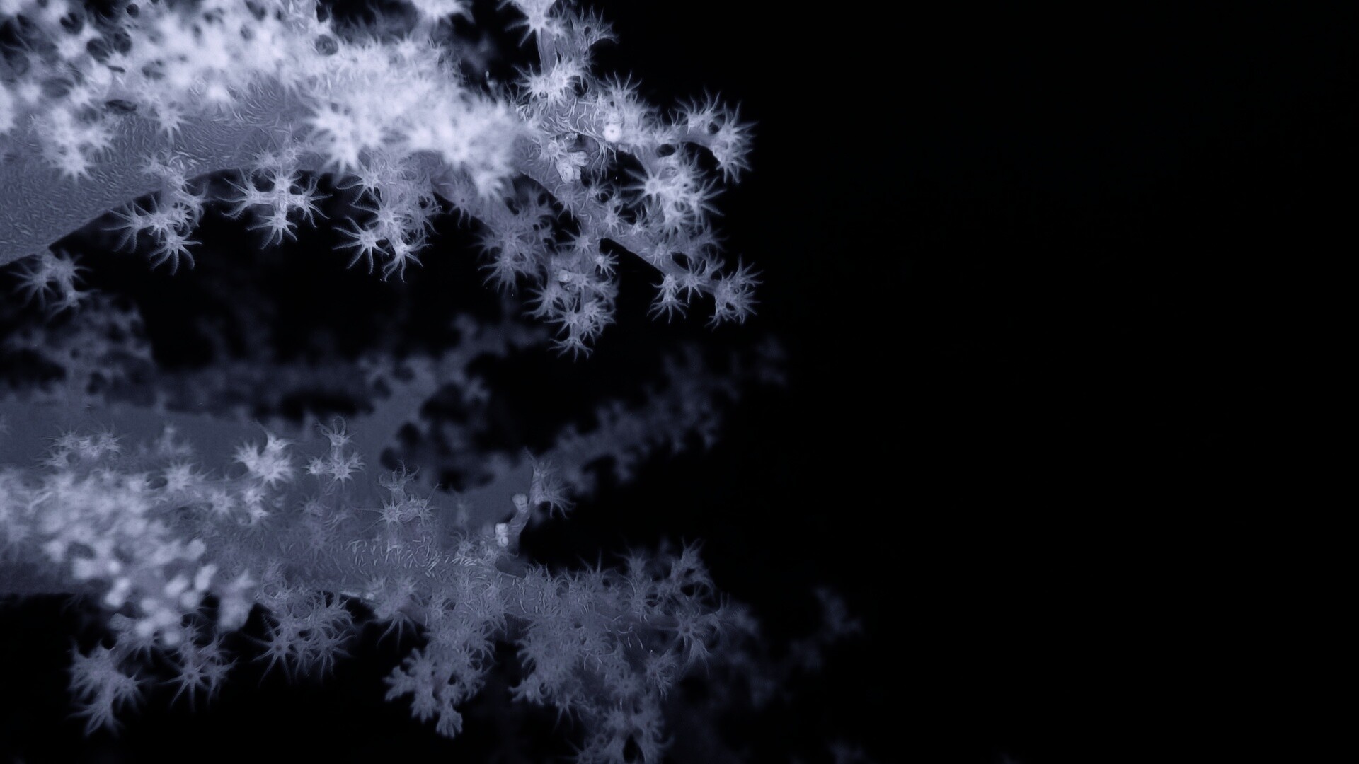 Кораллы обои