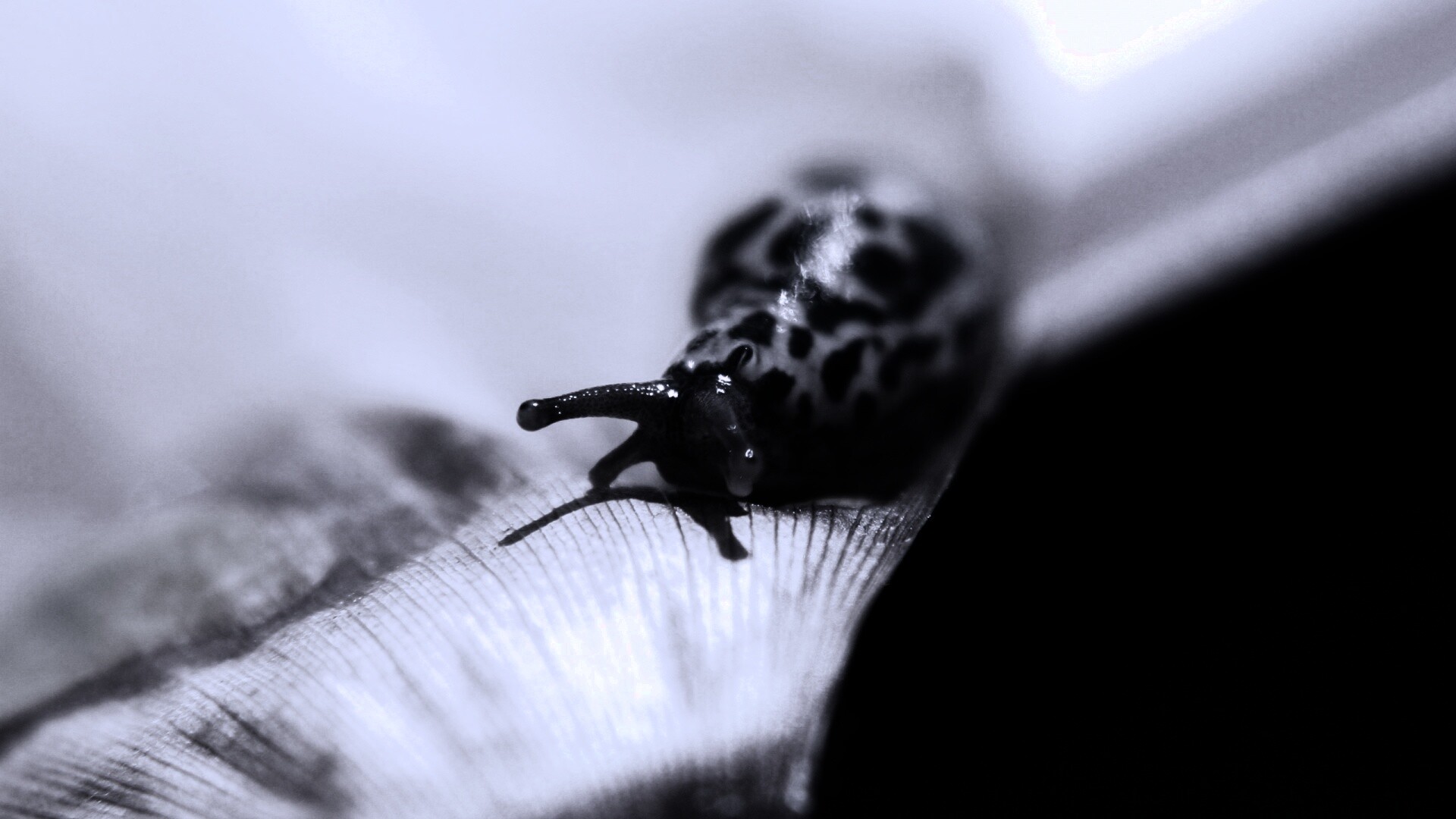 Ползущая улитка обои