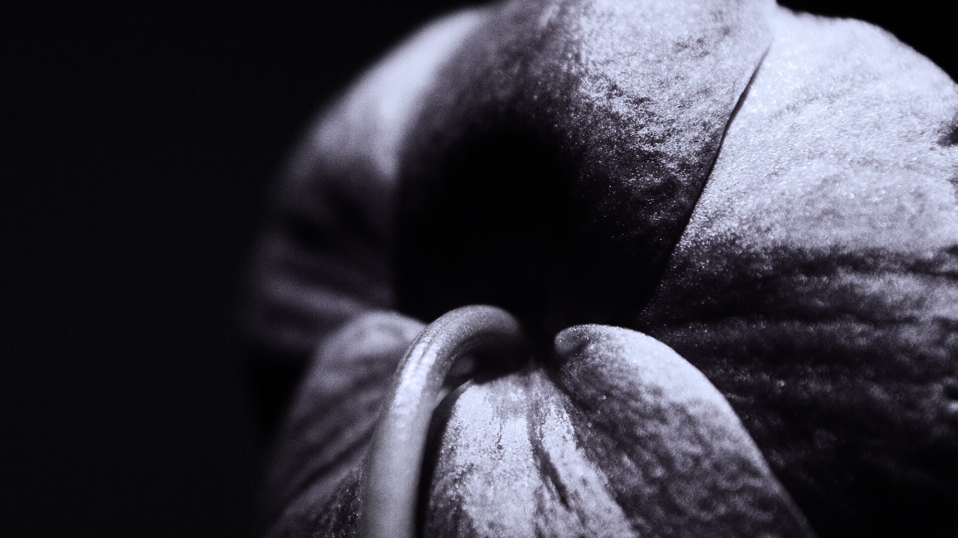 Розовый стебель обои