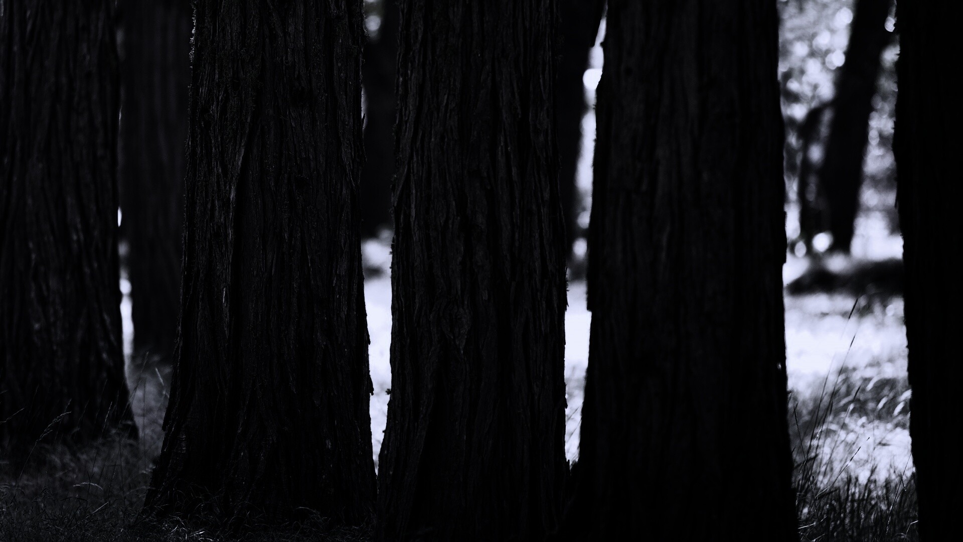 Стволы деревьев  обои