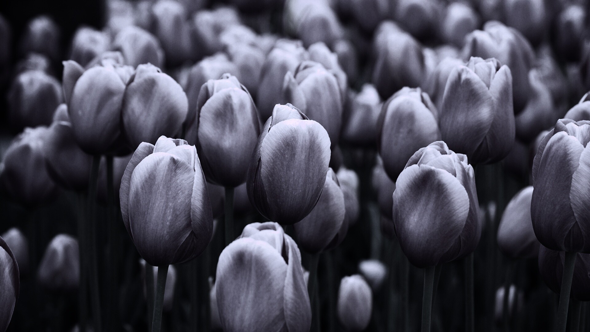 Море розовых тюльпанов обои