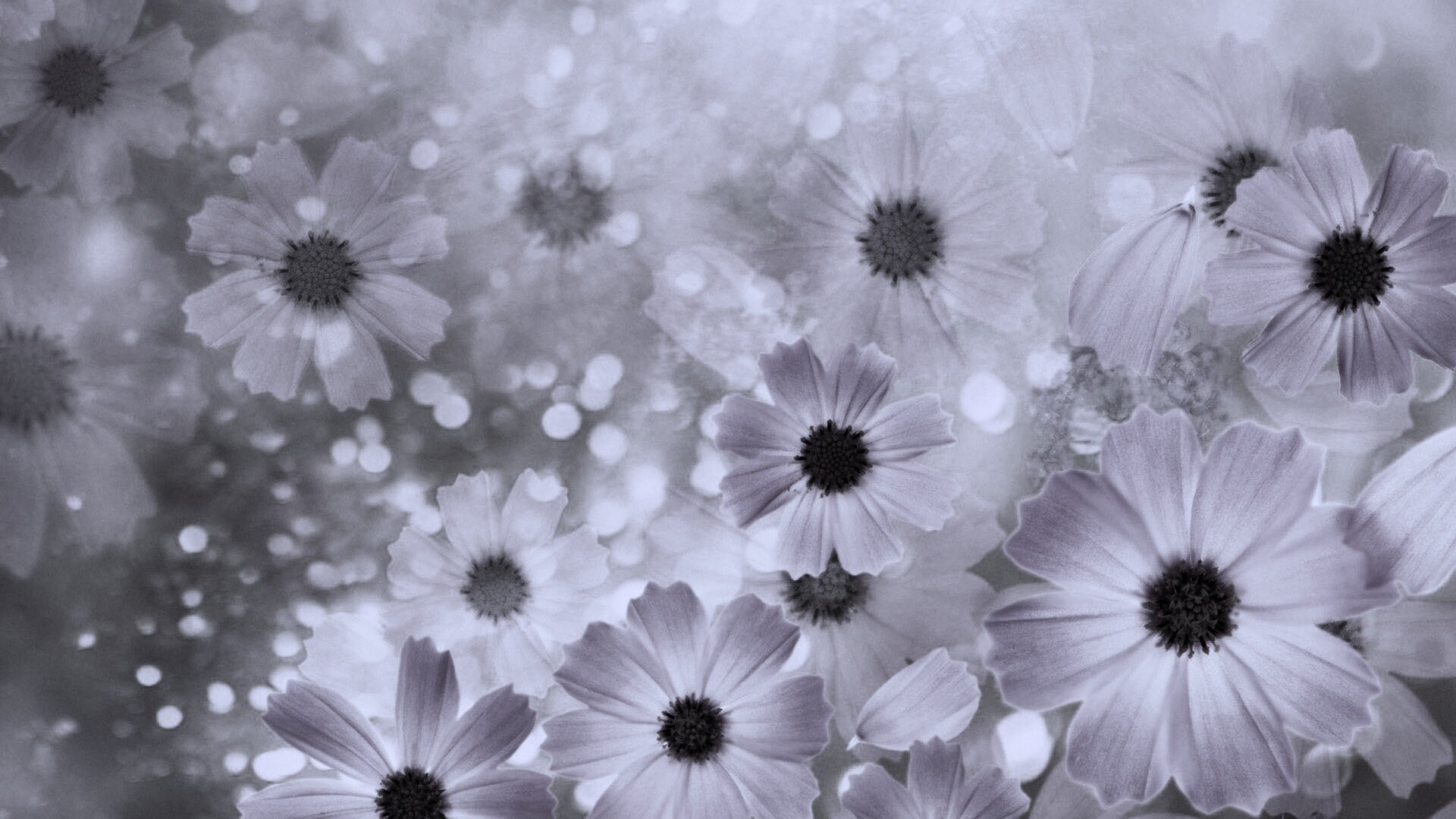 Цветочки обои