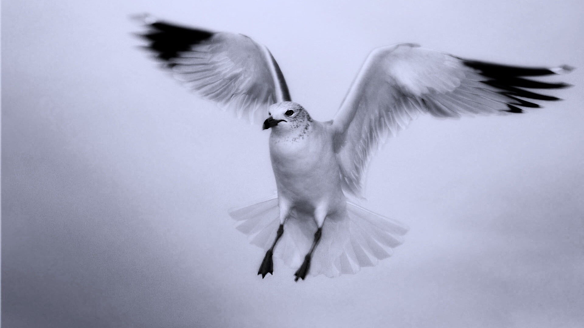 Гордая белая птица обои