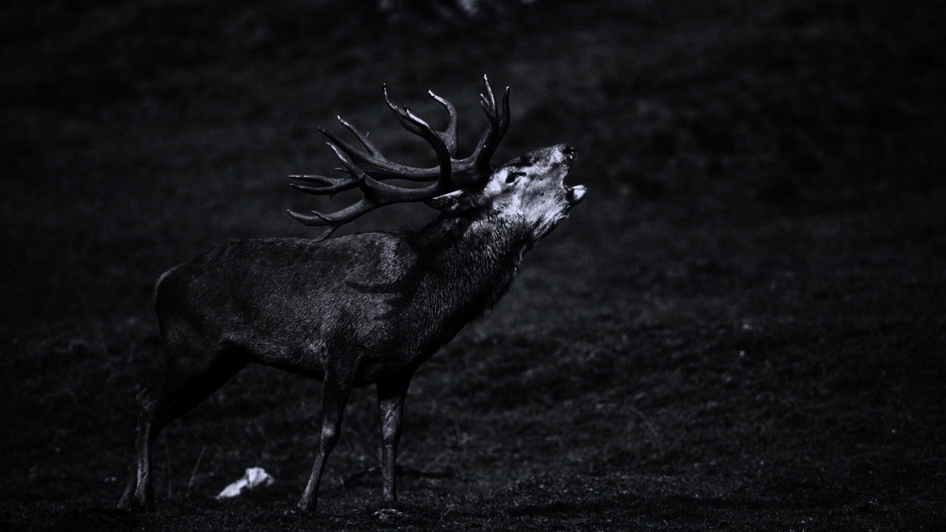 Лось зовёт сородичей обои