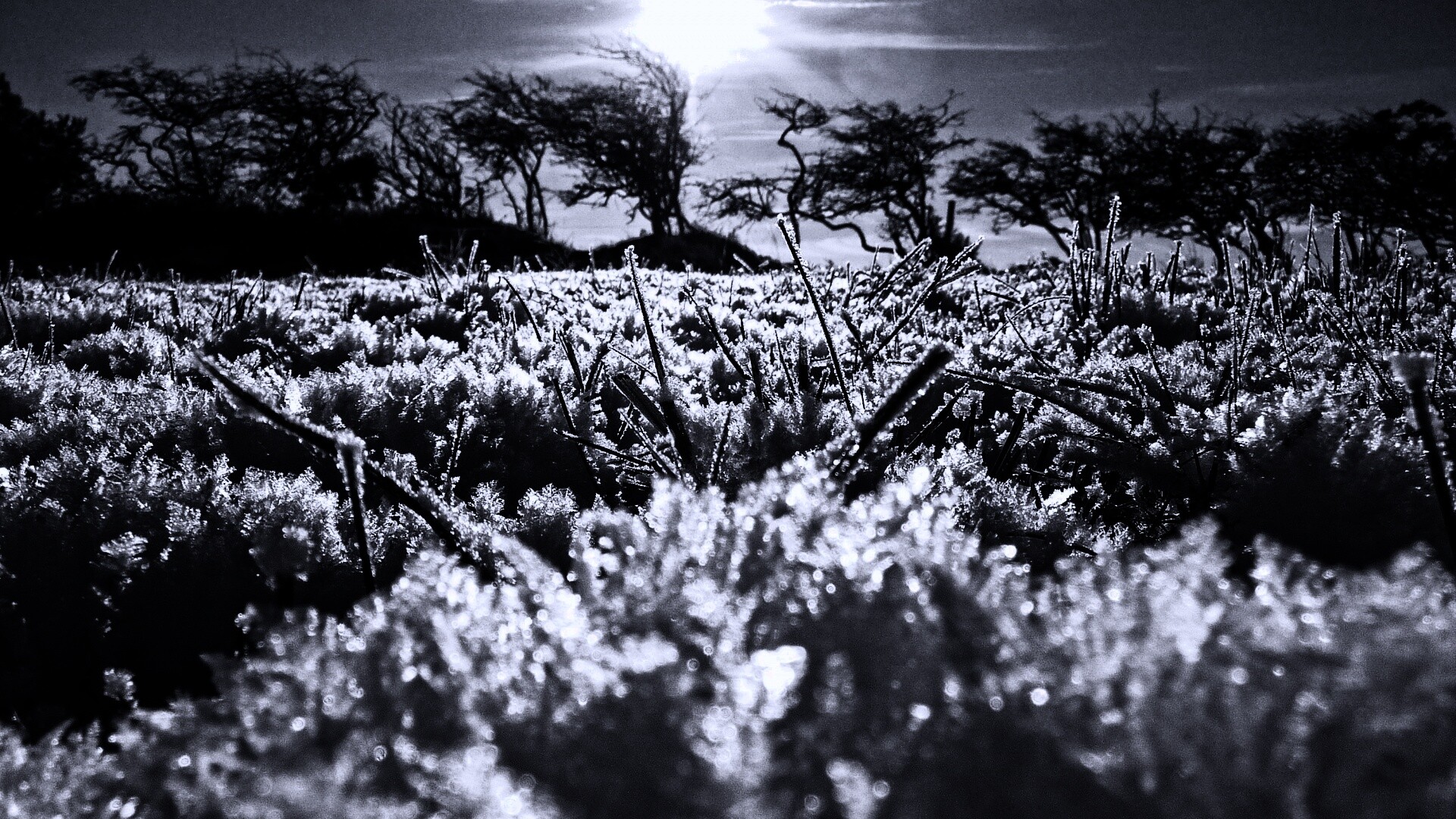 Утренний мороз обои