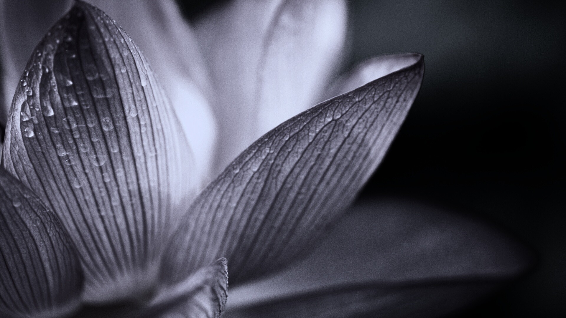 Лепестки цветов обои