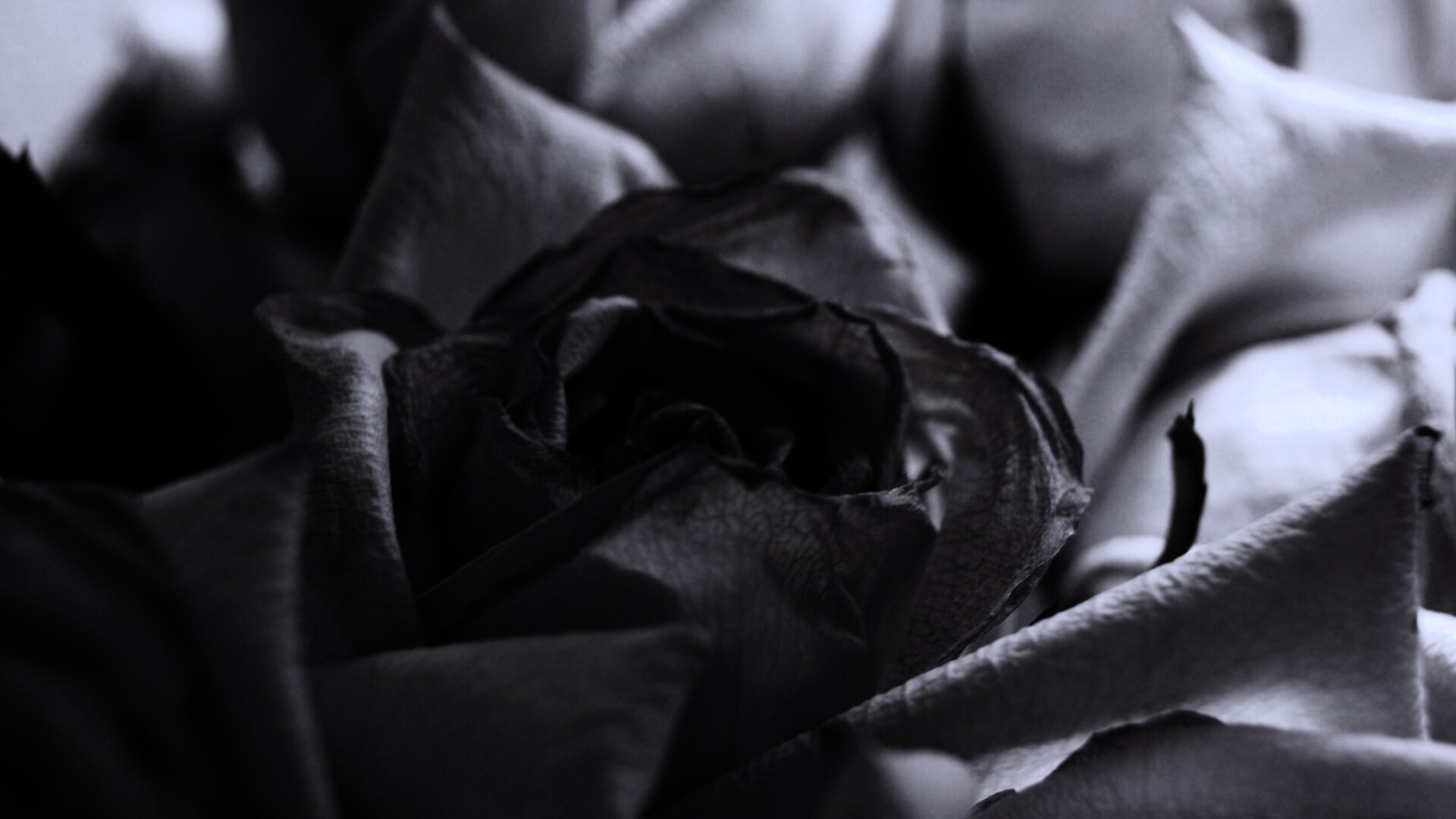 Увядающая роза обои