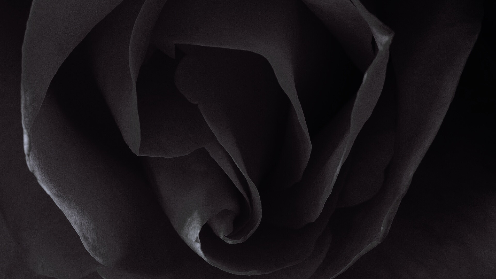 Макро фотка бутона обои