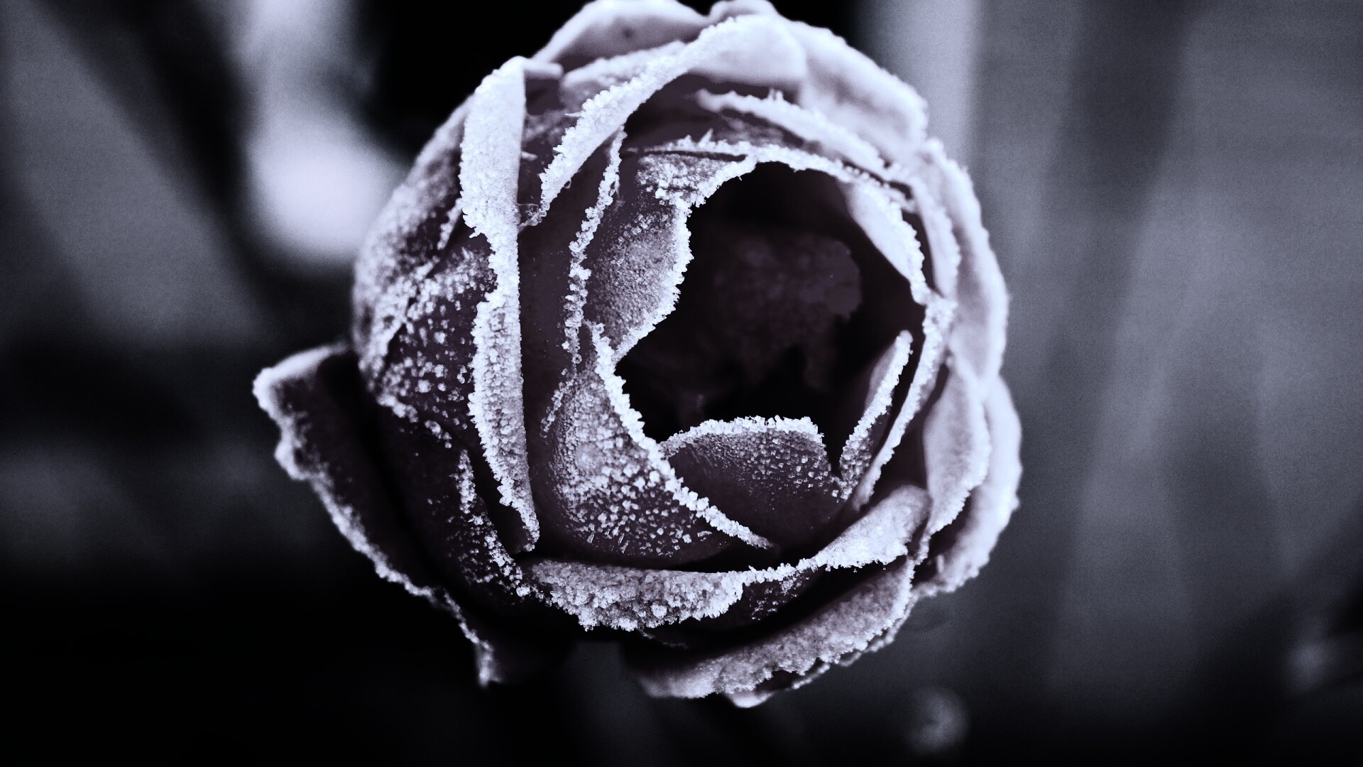 Роза в иние обои