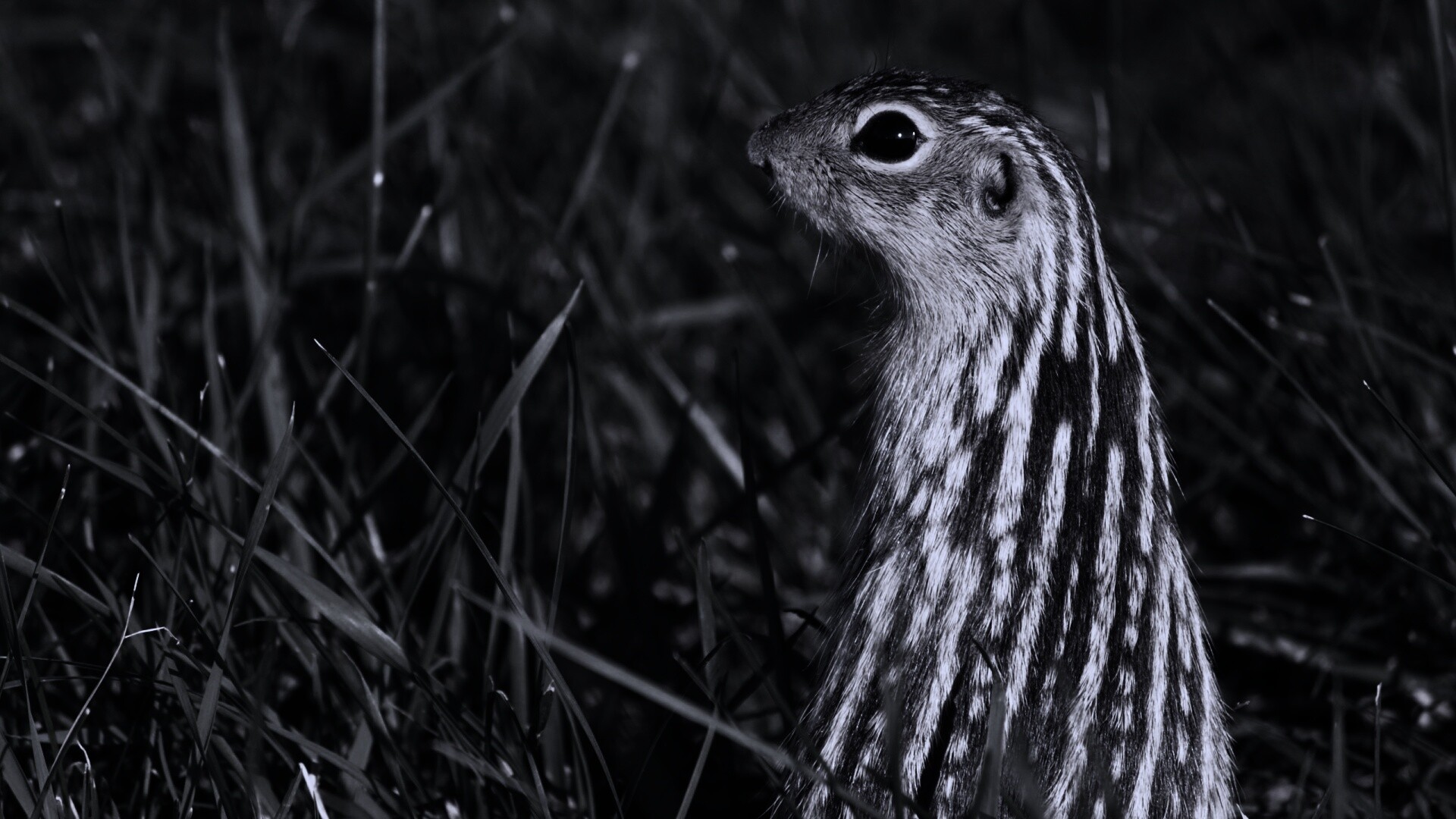 Сурок в стойке обои