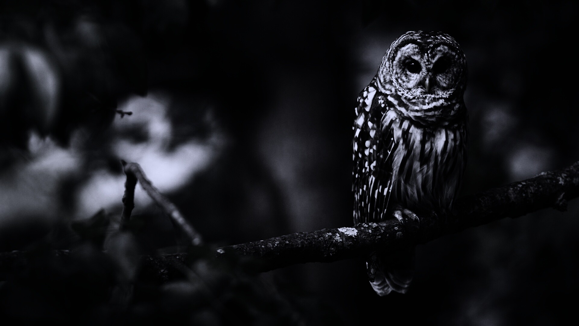 Сова на ветке обои