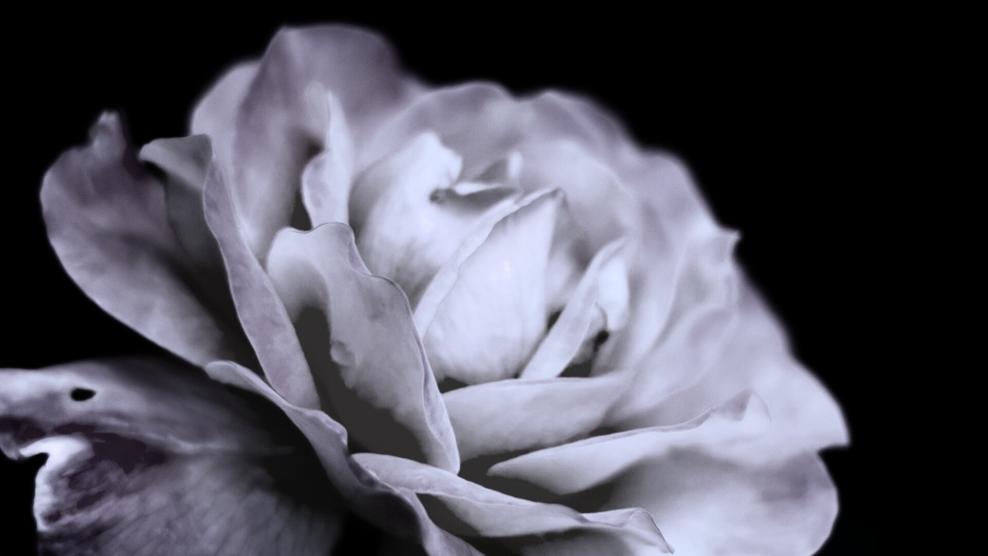 Картинка с нежным розовым цветком обои