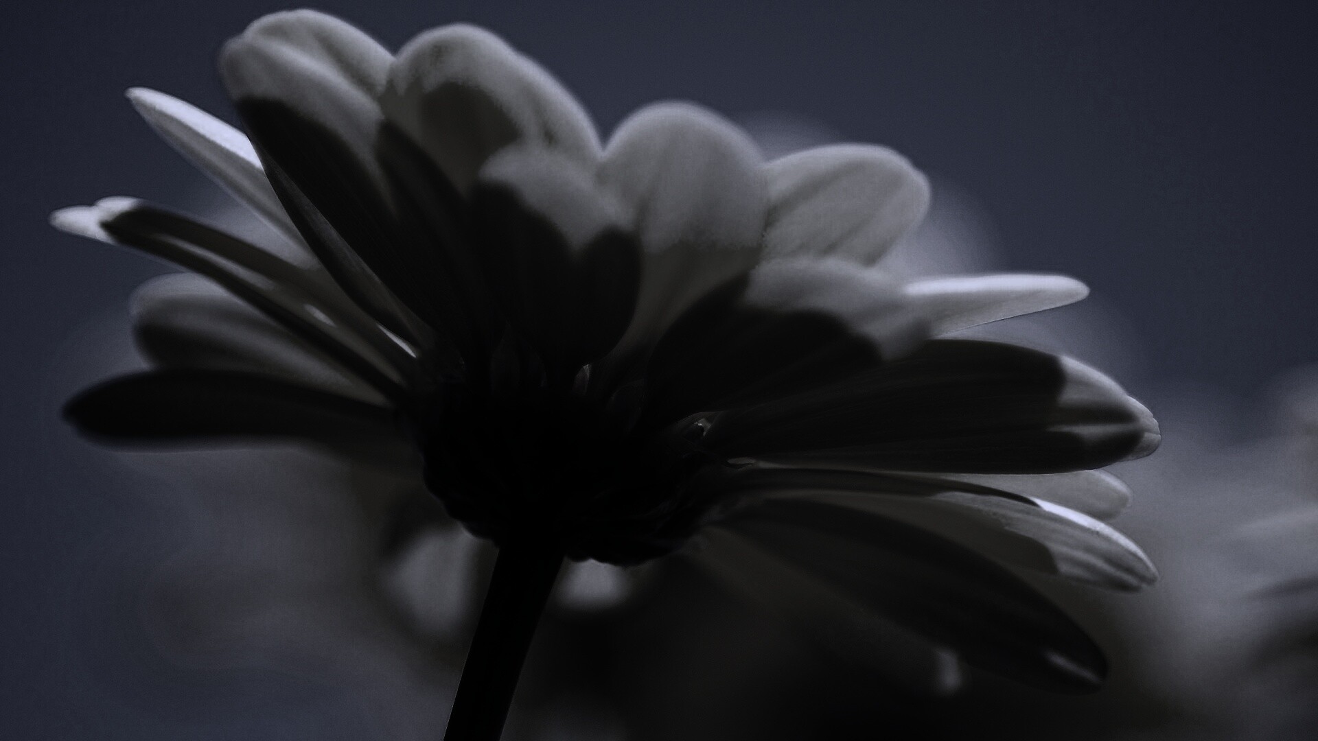 Макро-фото желтого цветка обои