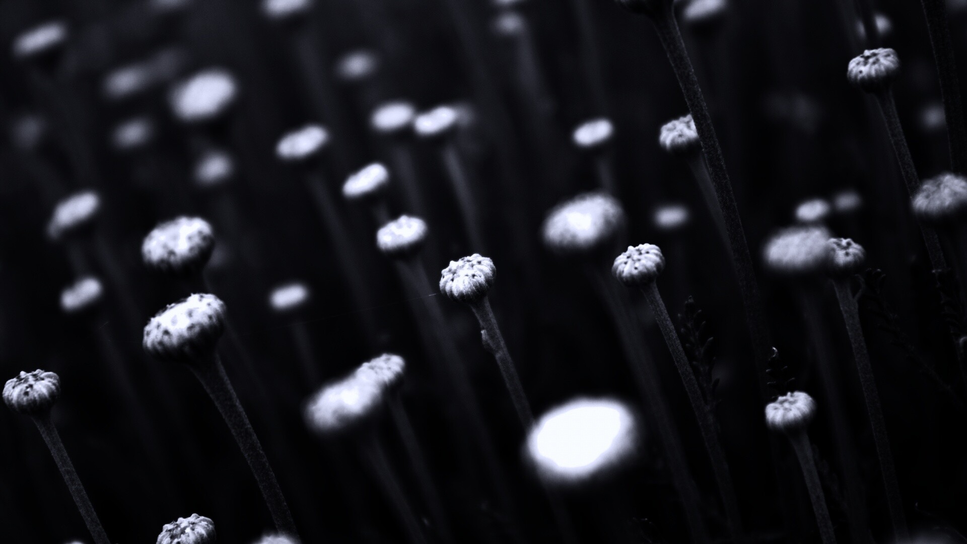 Молодые стебли обои