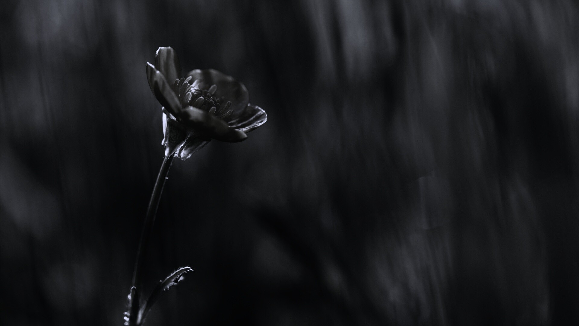 Маленький жёлтый цветочек обои