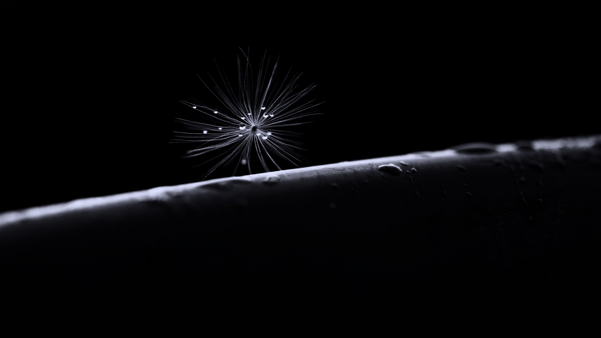 Прилипшая пушинка обои