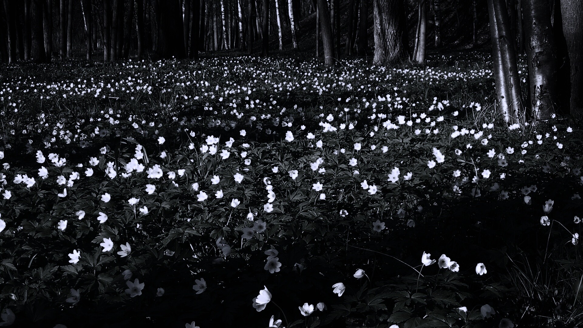 Поляна весенних цветов обои