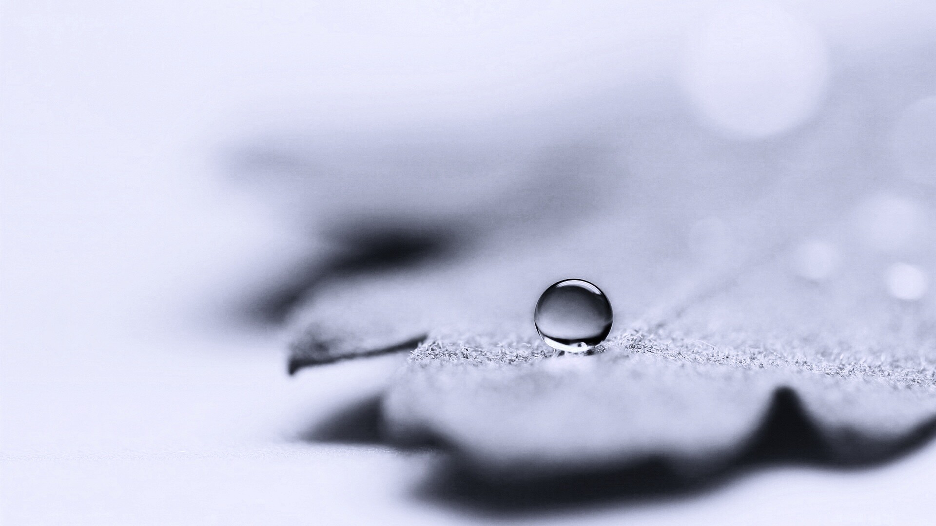 Капля на замёрзжем листе обои