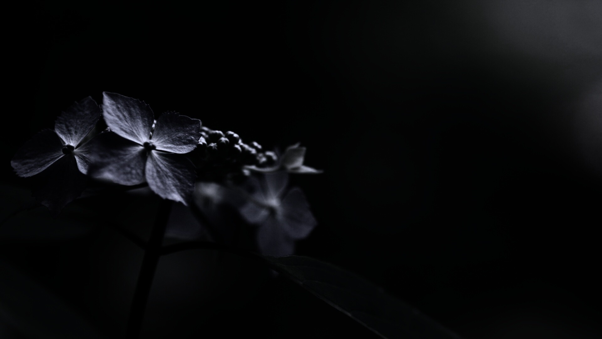 Нежно-синие цветы обои