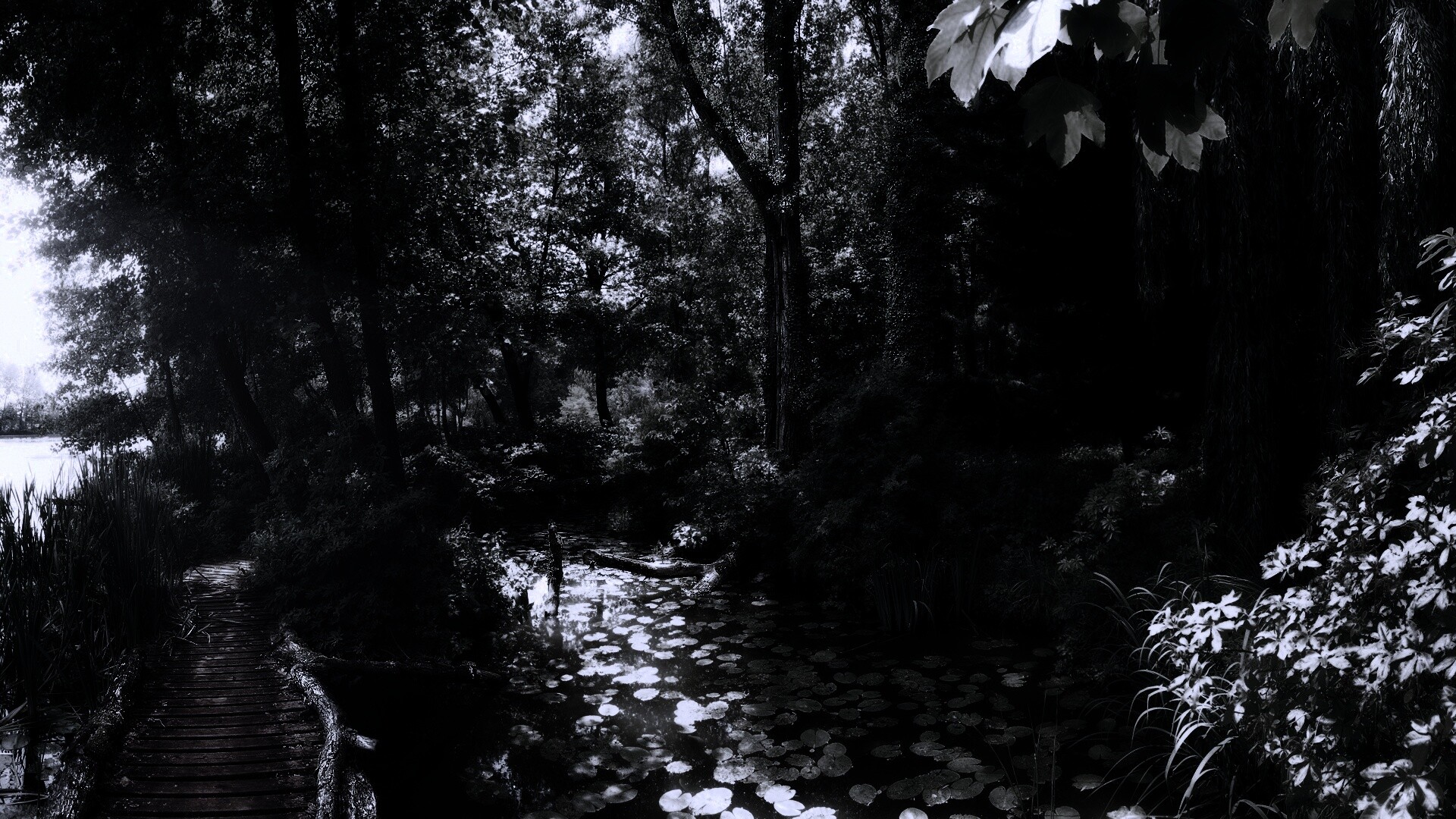 Пруд в лесу обои