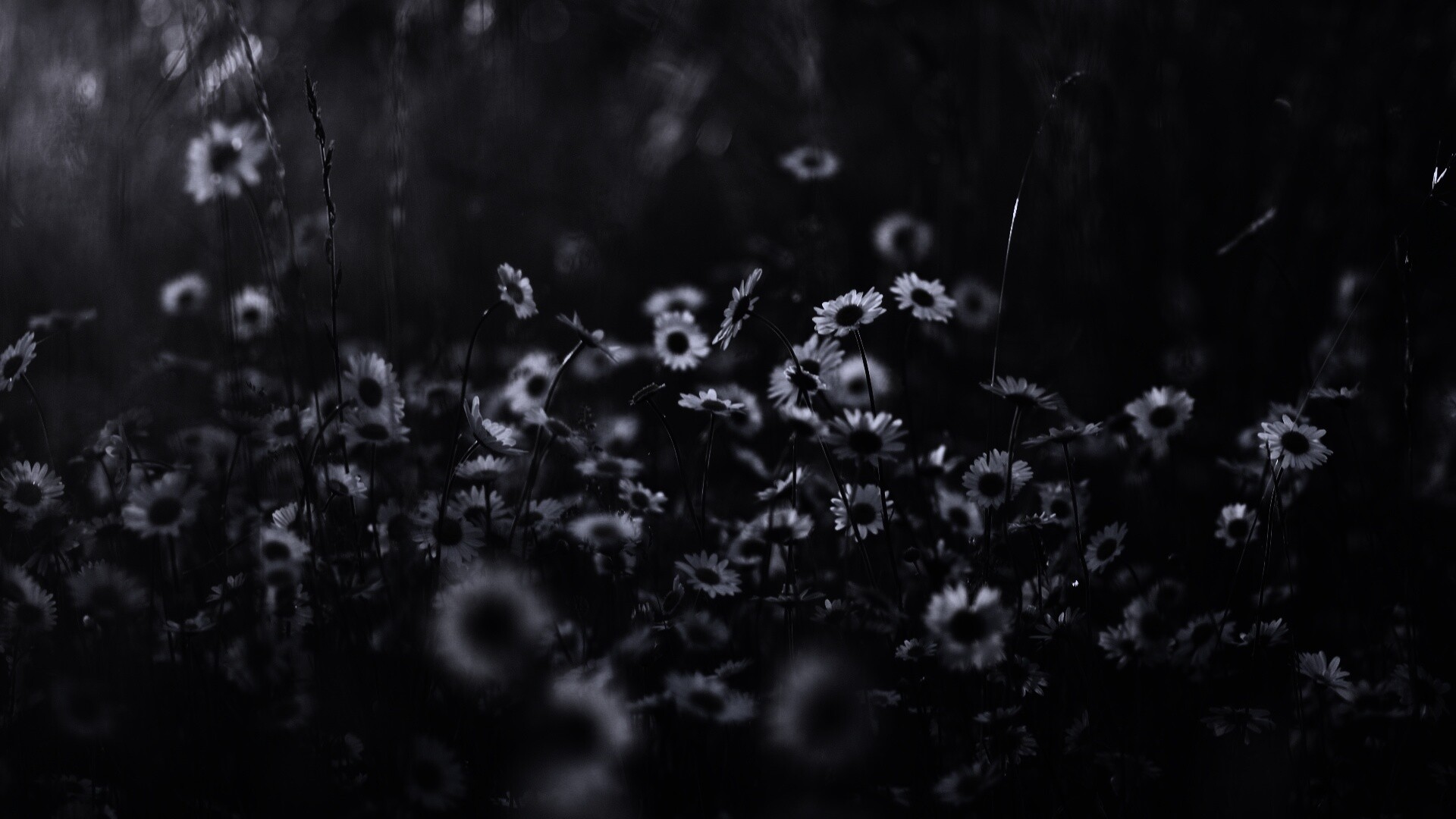 Поле ромашек обои