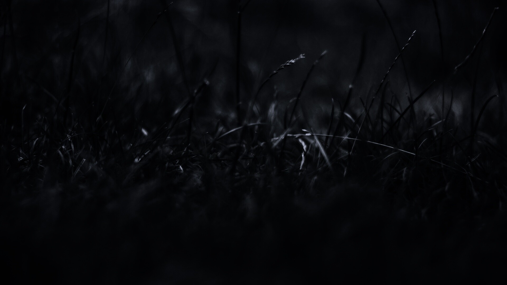 Трава в макро режиме обои