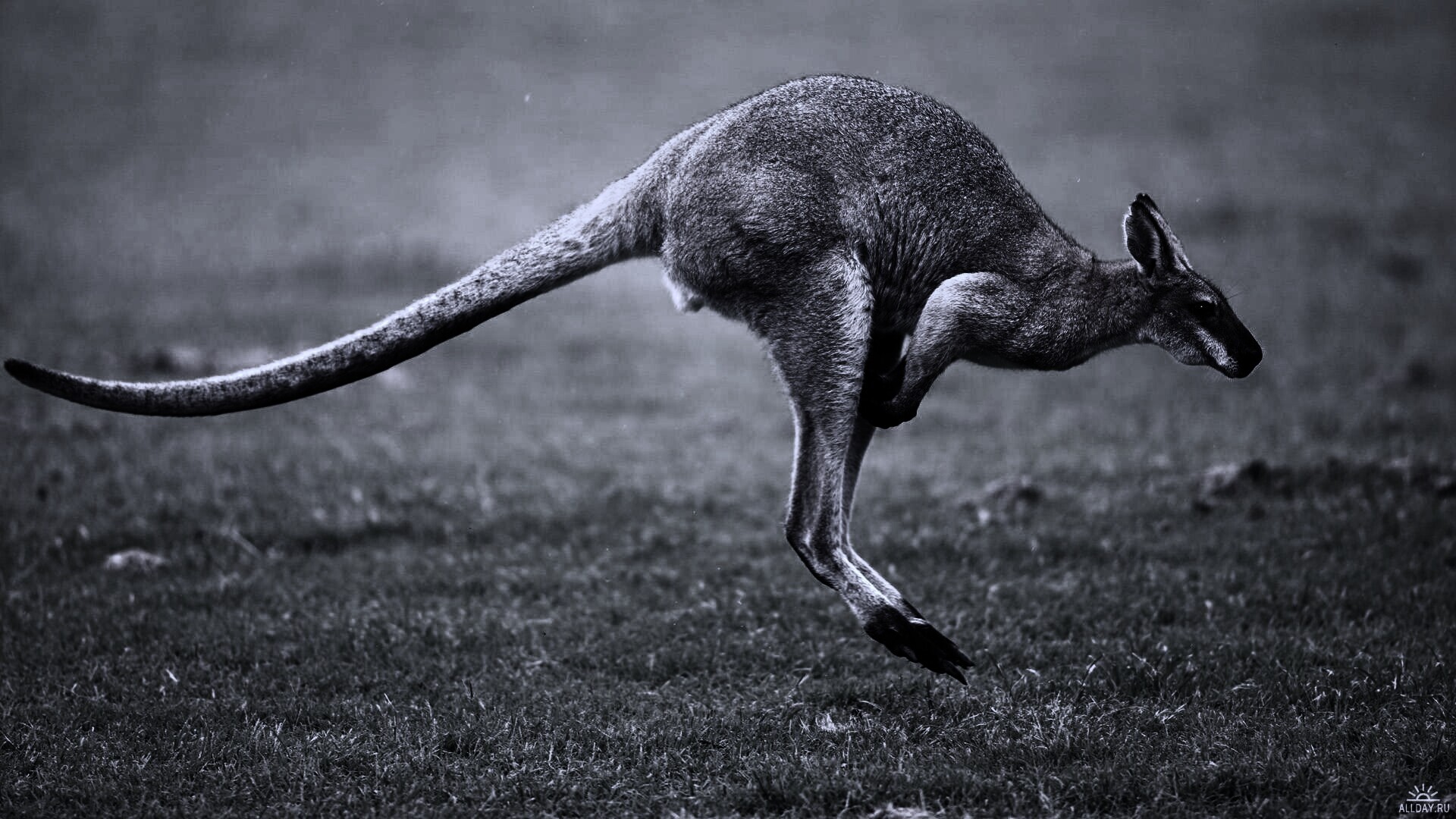 Кенгуру обои