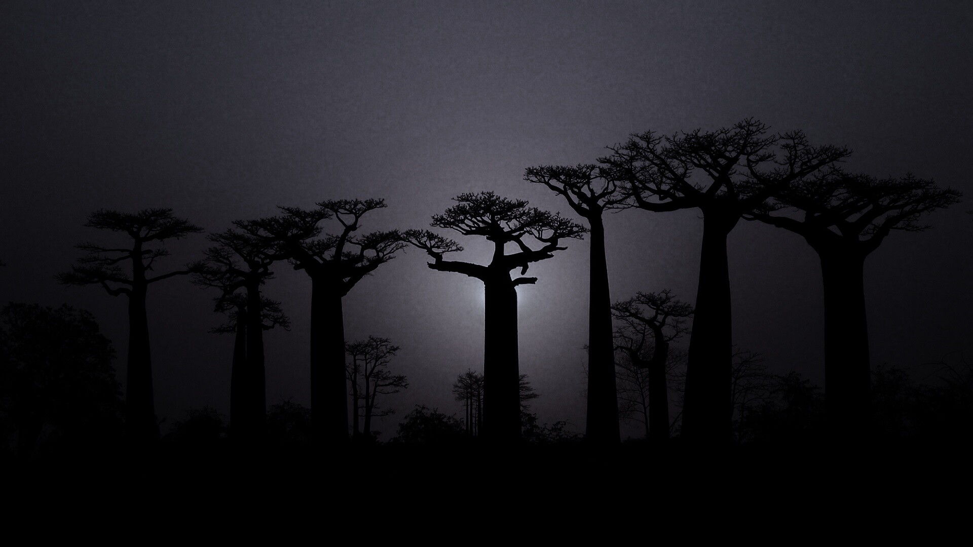 Баобабы на закате обои