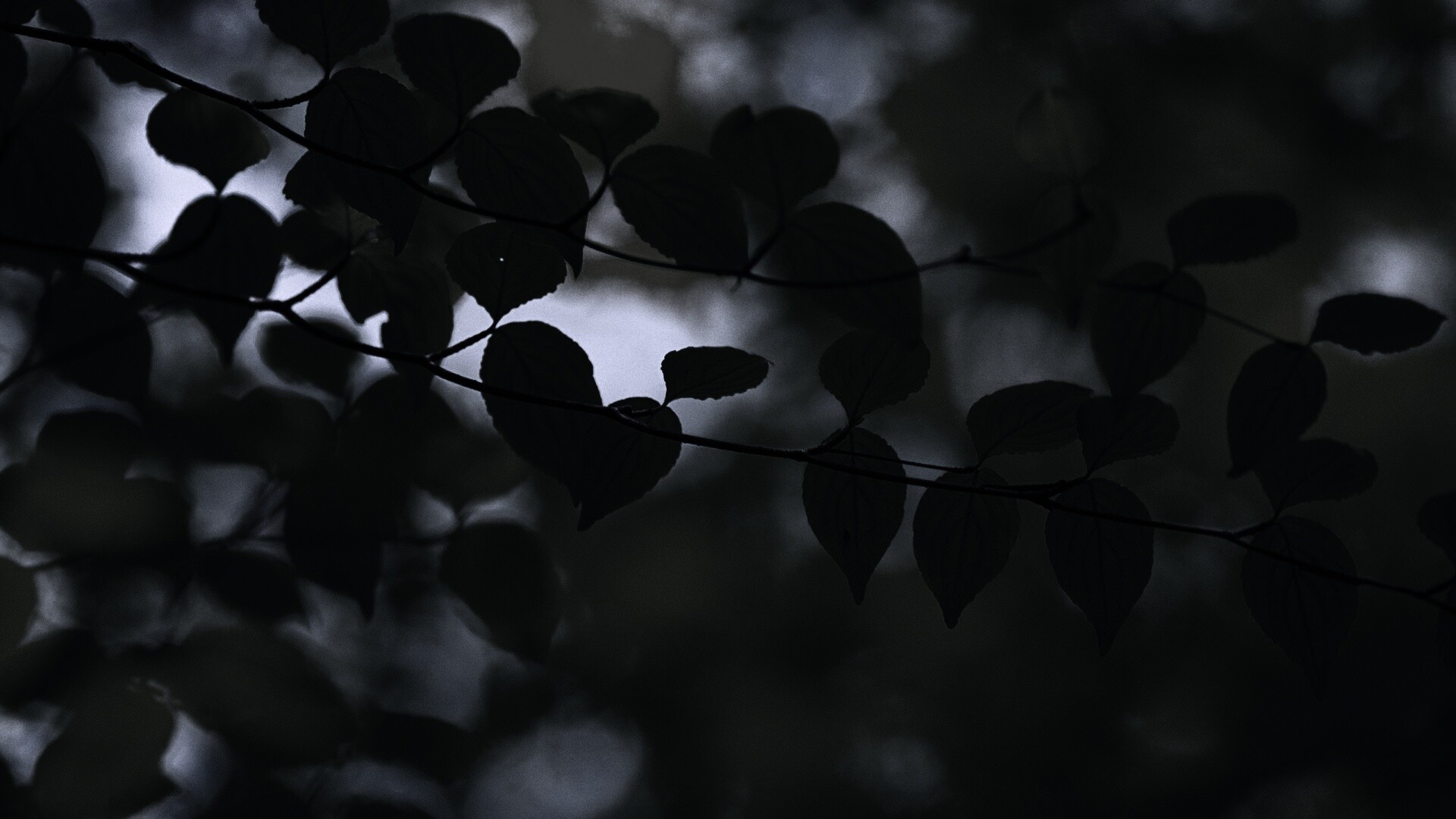 Ветка яркой зелени обои