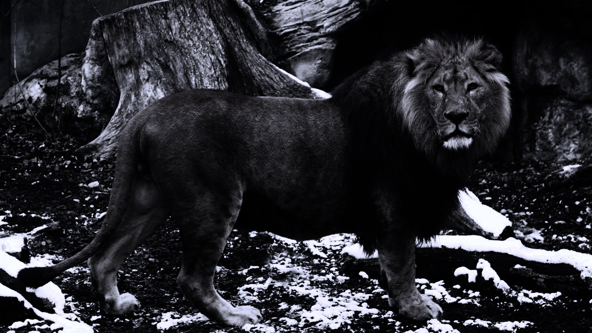 Красивый лев в лесу обои