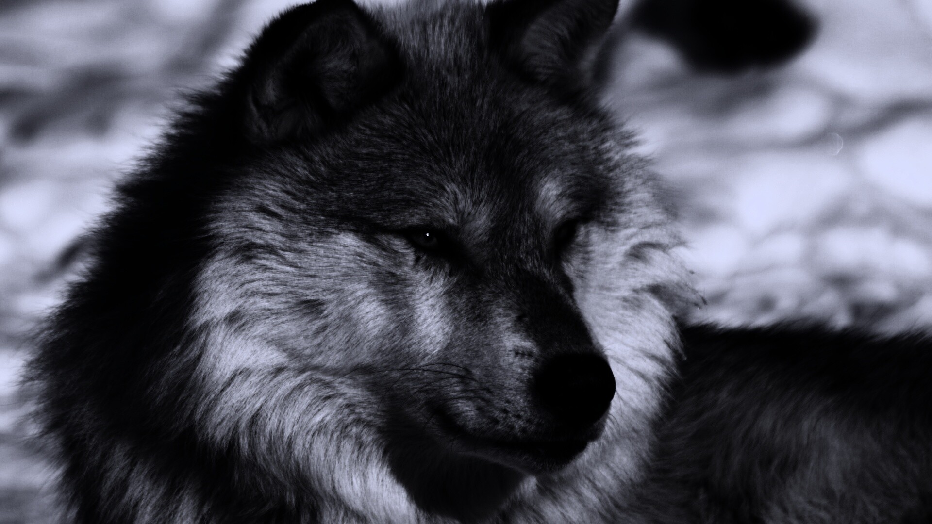 Лайка на снегу обои