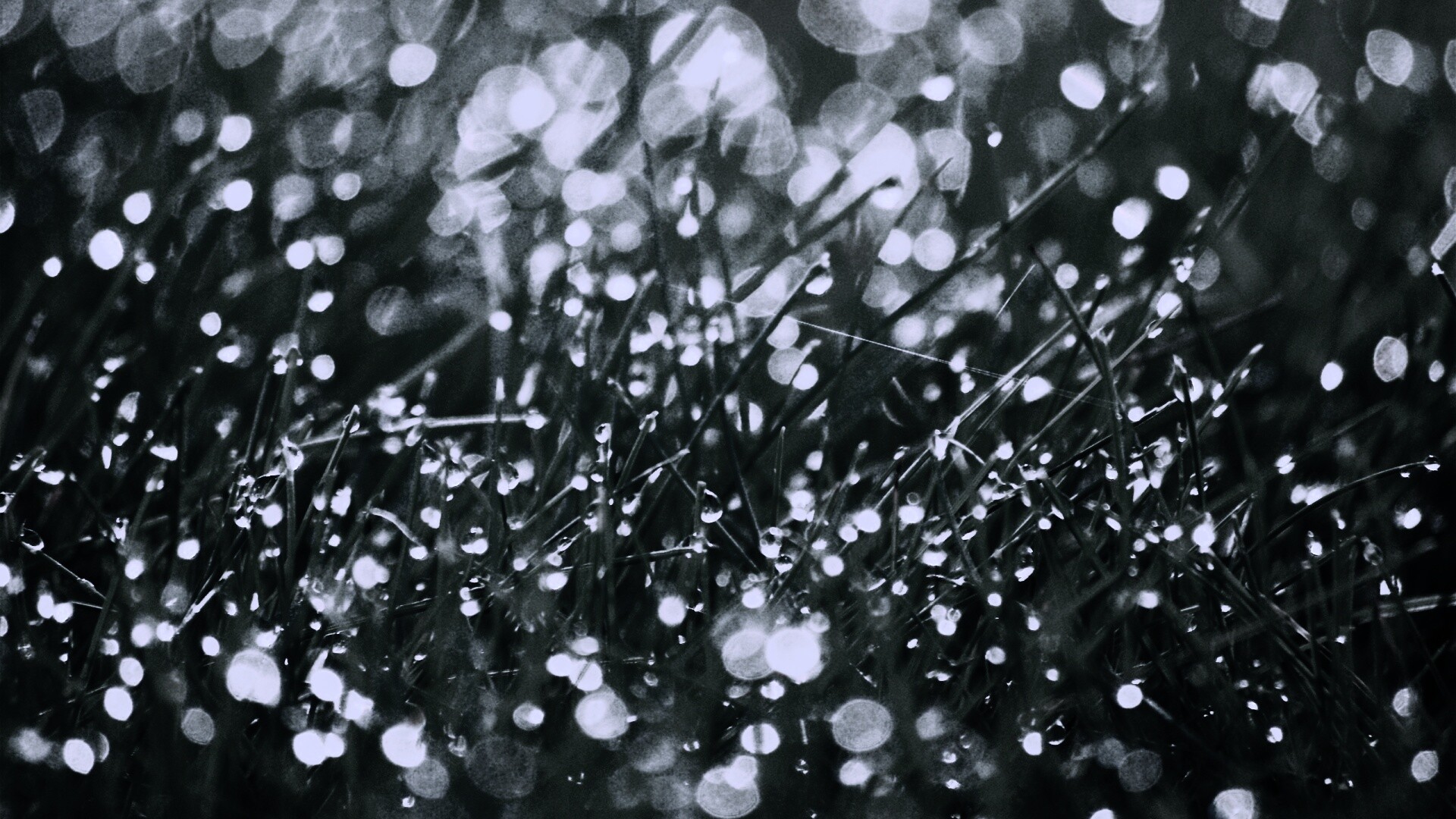 Трава в росе обои