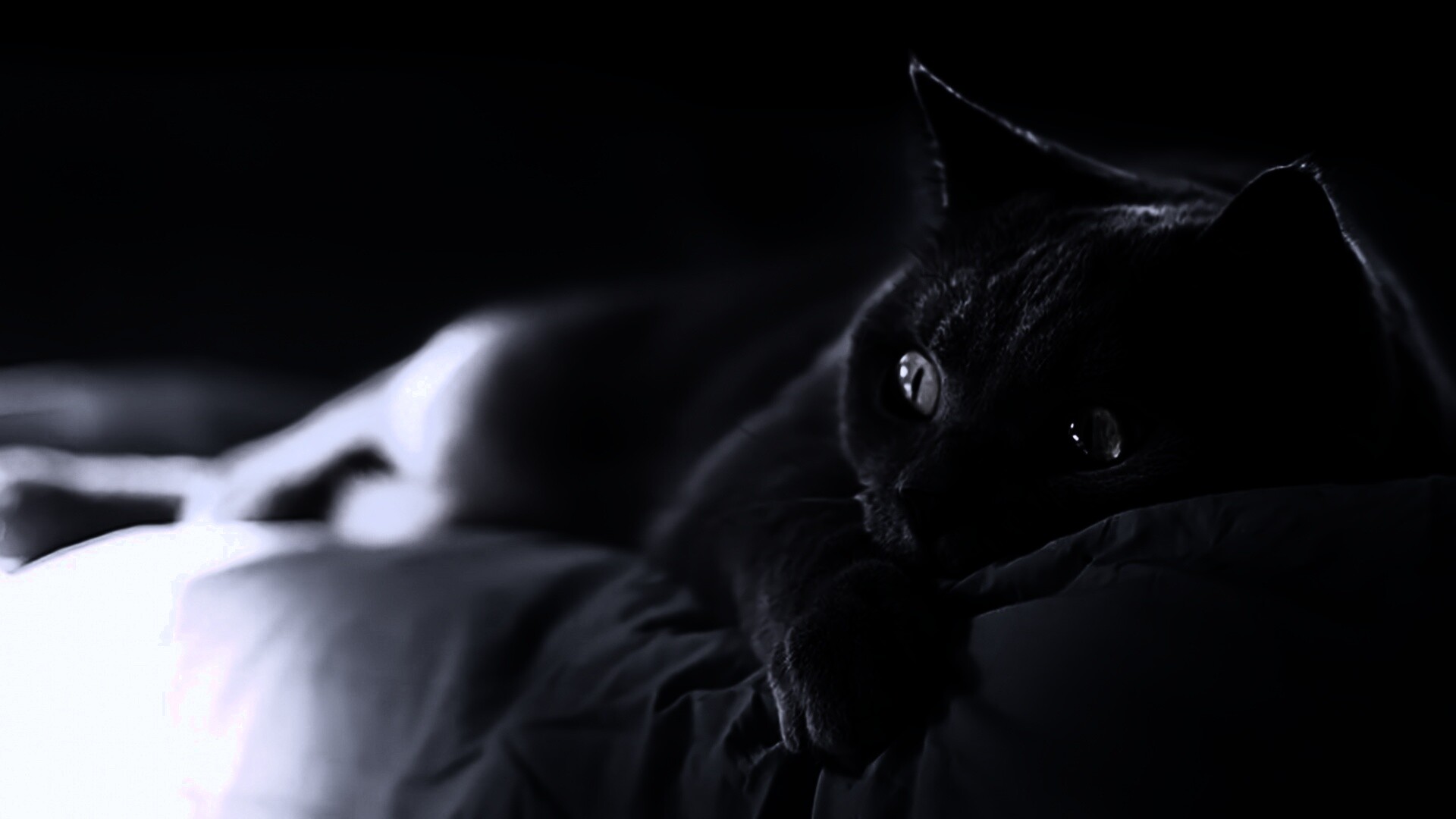 Персидский кот на кровати обои