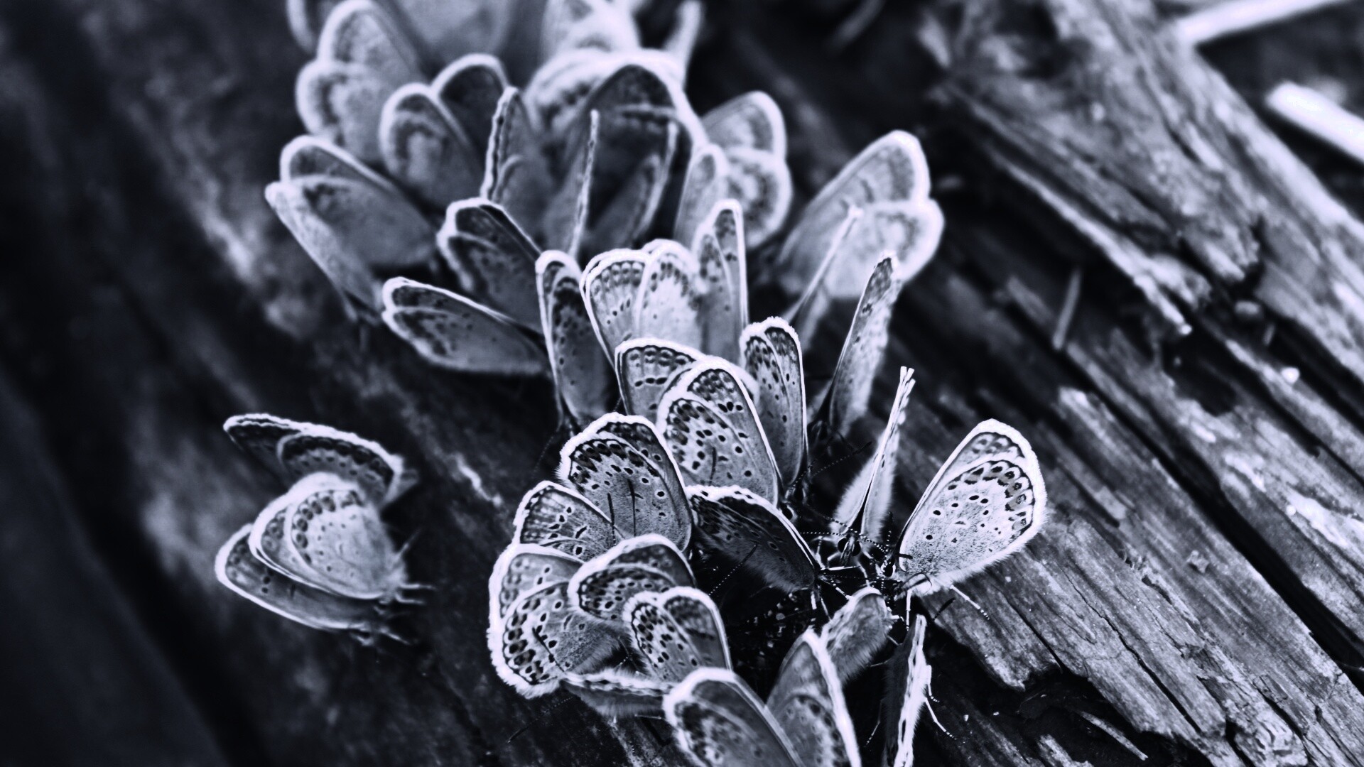 Голубые бабочки обои