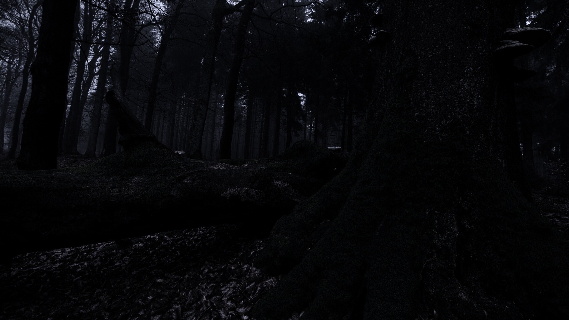 Дерево, поросшее мхом обои