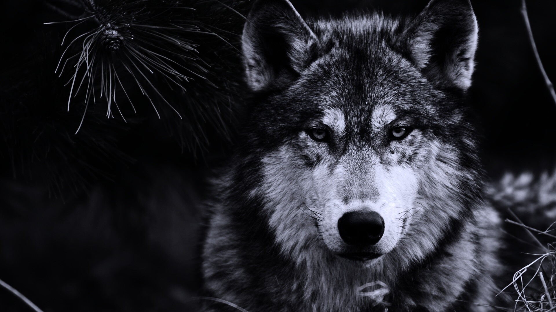 Угрюмый волк обои