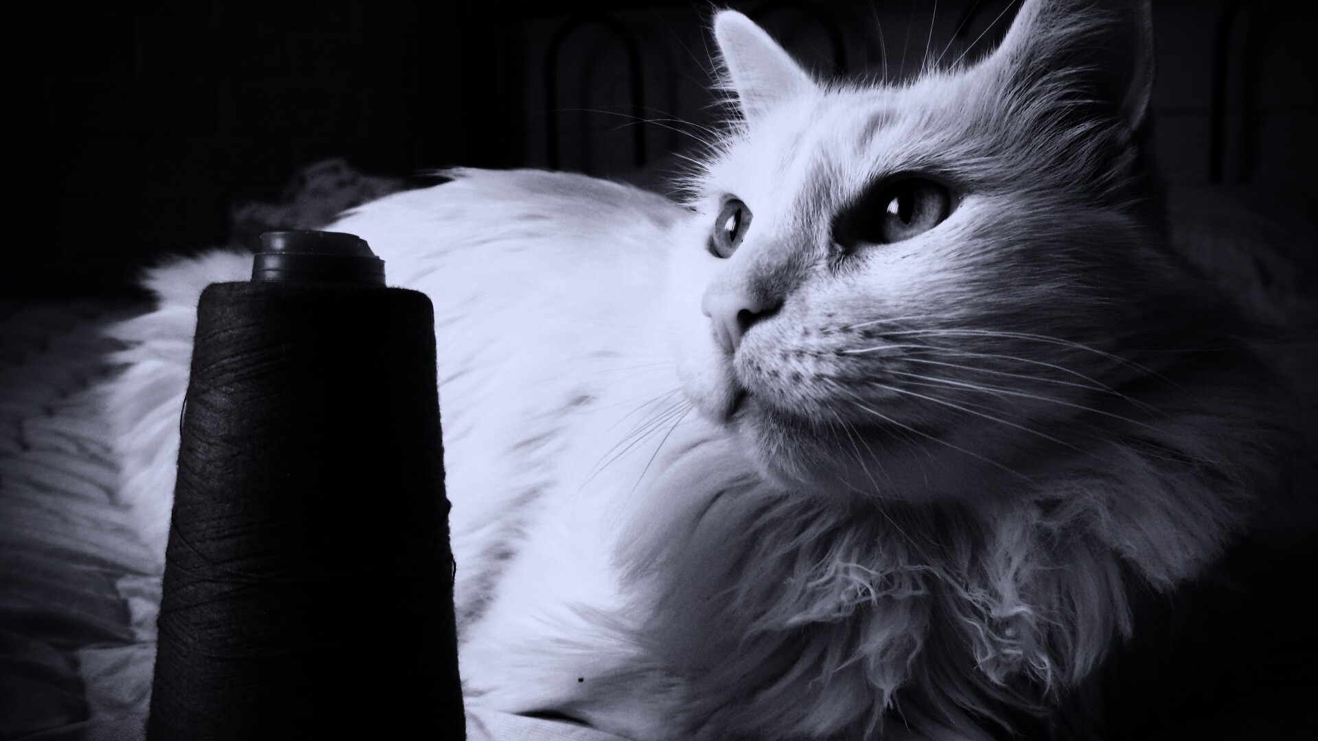 Белый кот с катушкой ниток обои