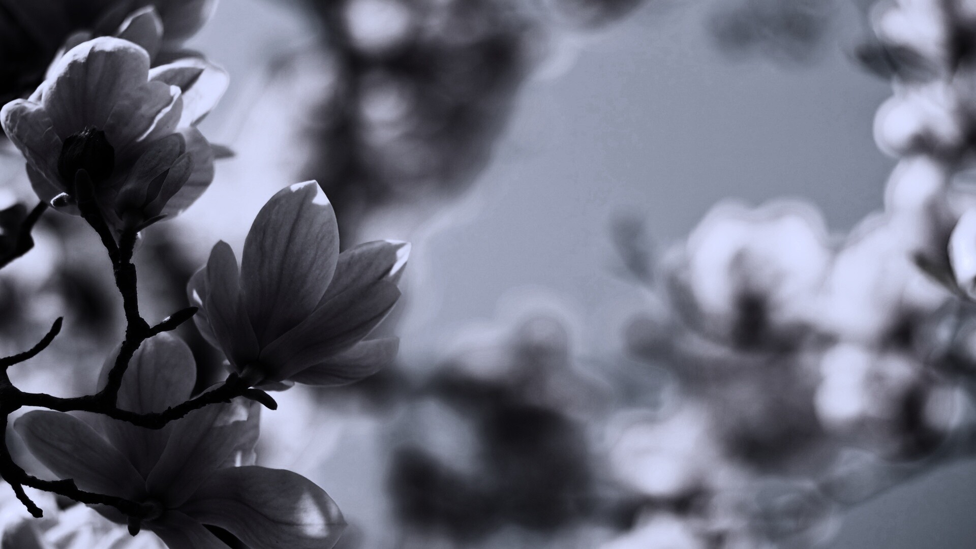 Цветы магнолии обои