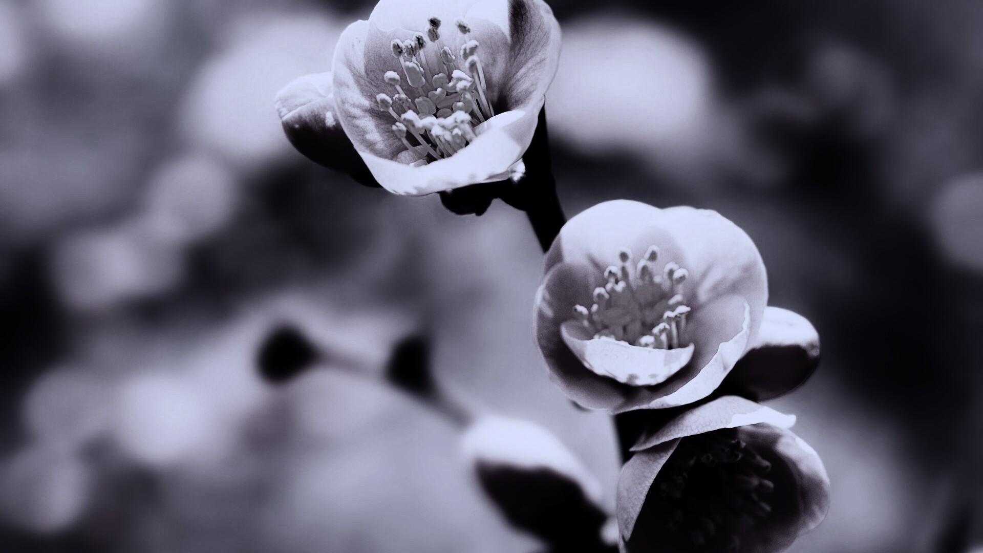 Великолепный цветок обои