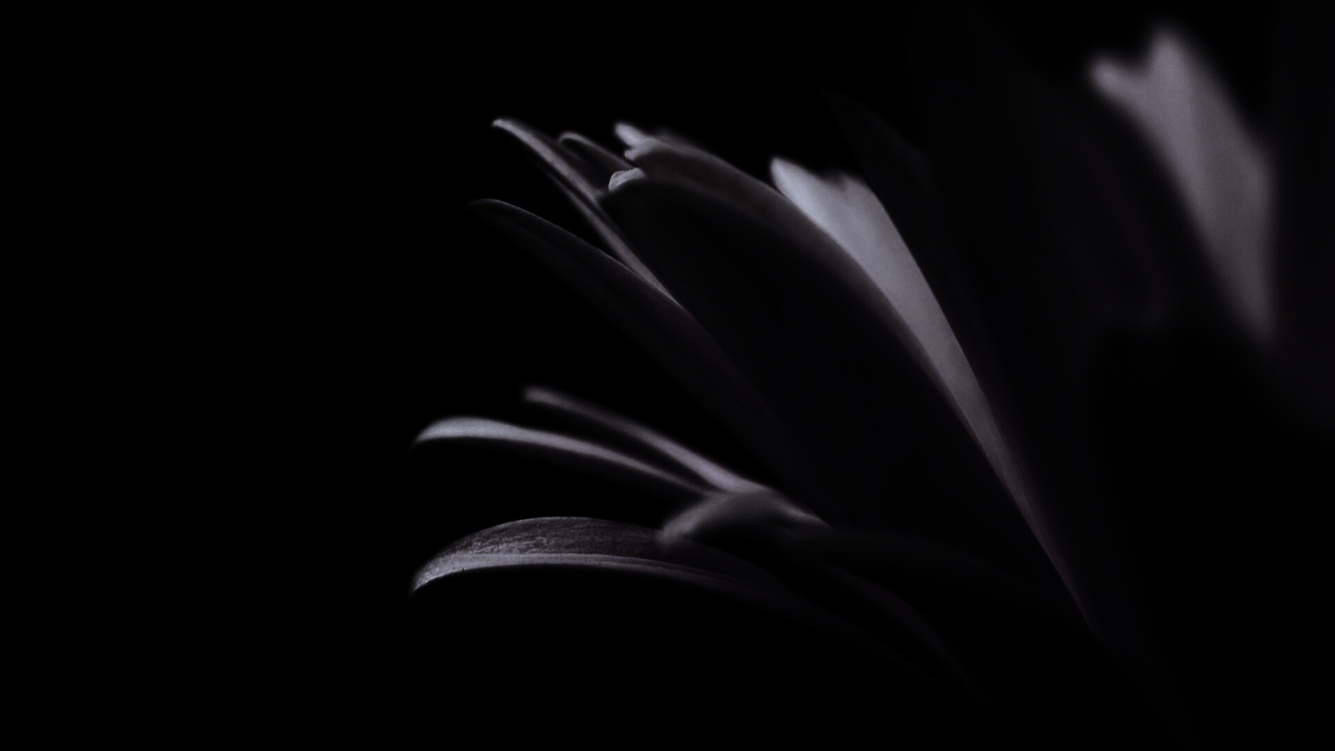 Гербера обои