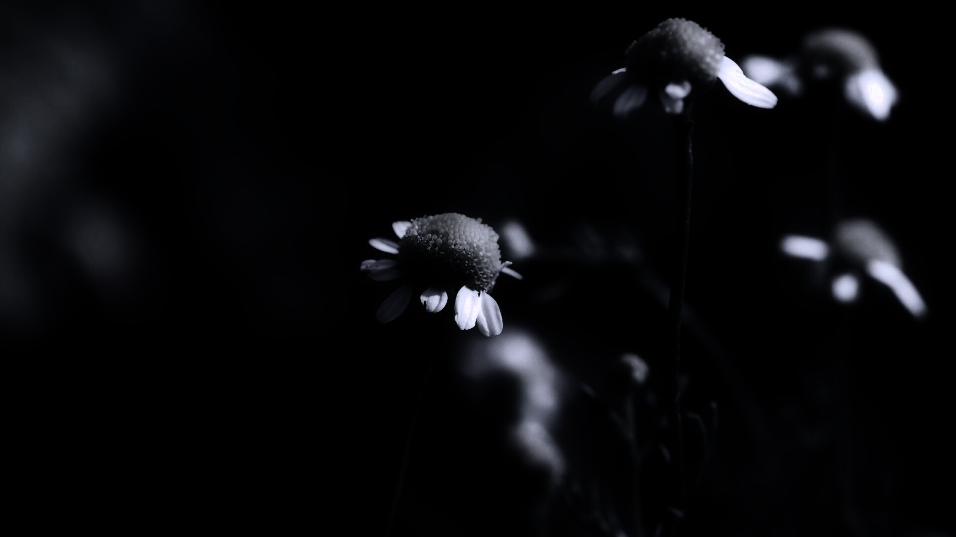 Стремный лепестун обои