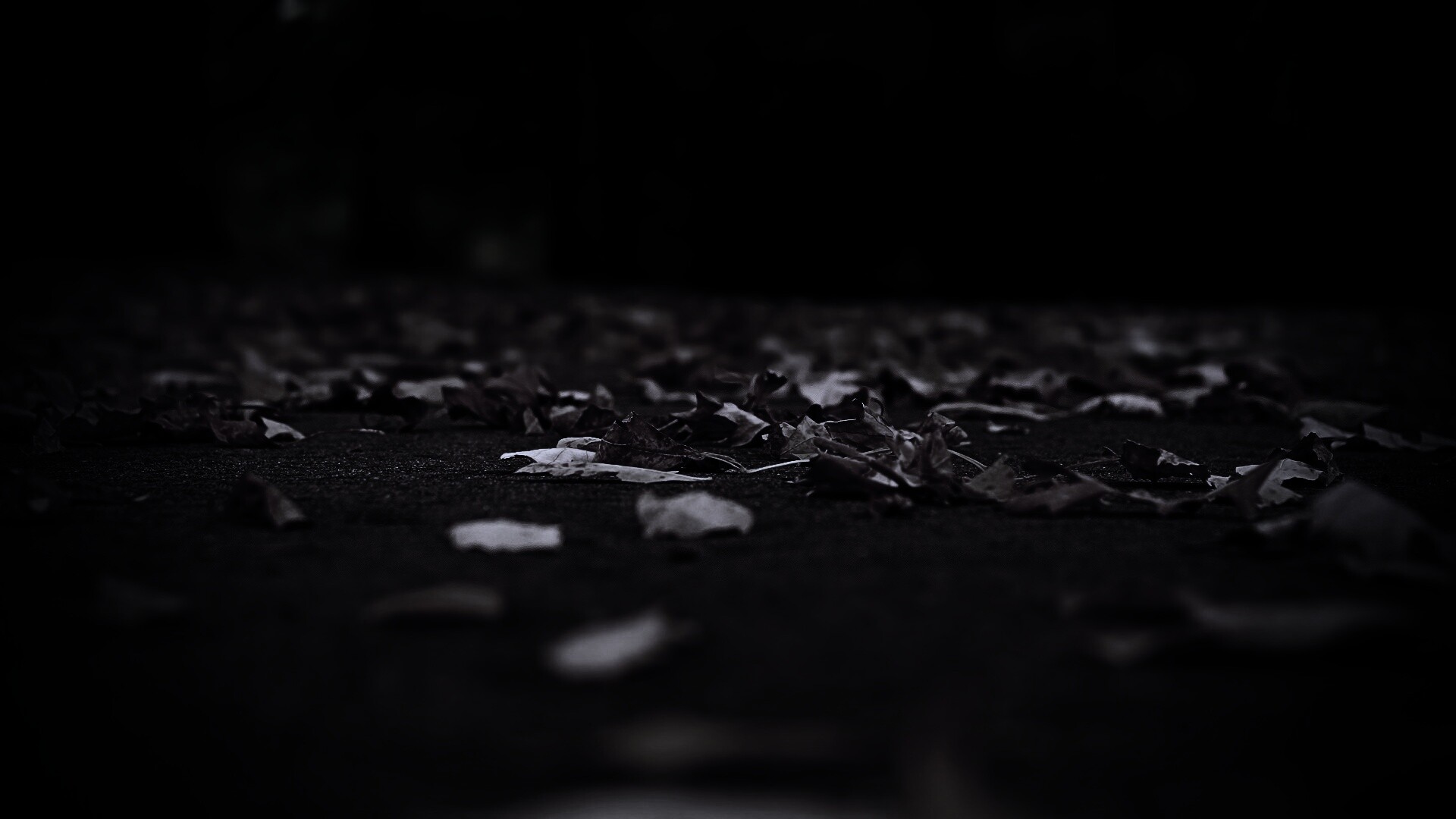 Дорога в листьях  обои